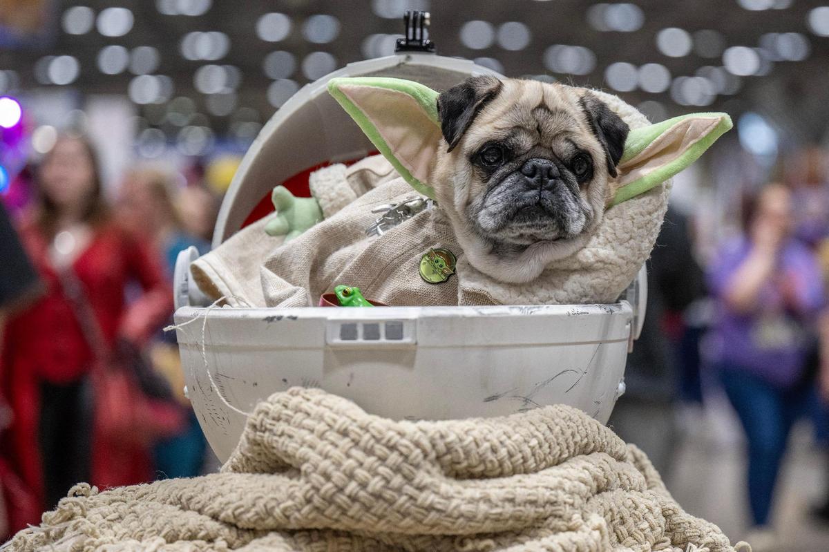Mia Chaco dressed her pug, Leo, as the character Grogu from the movie ‘Star Wars’ during the 25th anniversary of Planet Comicon at the Kansas City Convention Center on Saturday, March 9, 2024, in Kansas City.