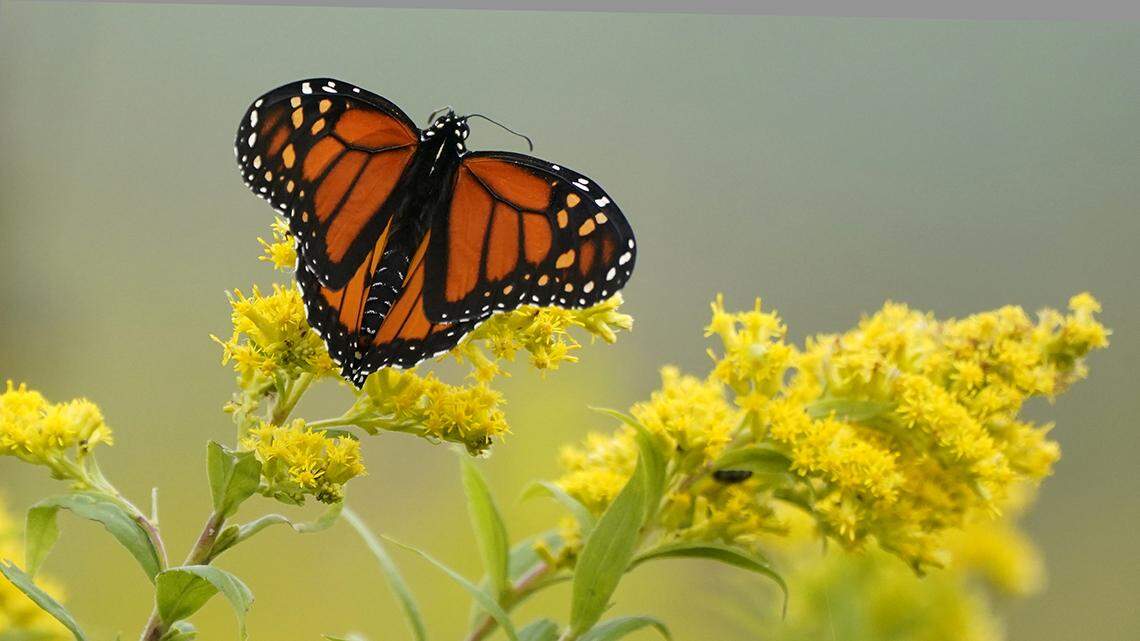 Monarch butterflies are a Kansas summer essential. Protect them without hurting farmers