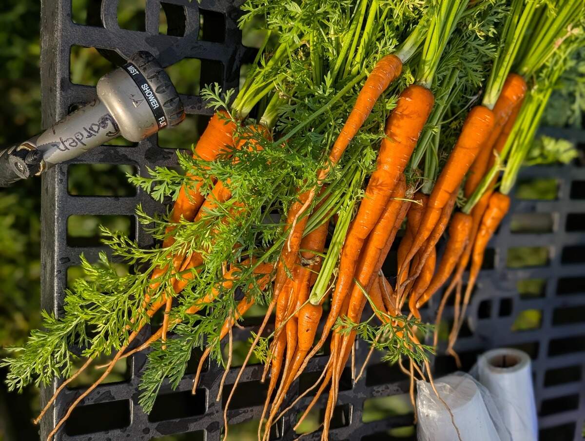 Freshly harvested carrots from the garden.