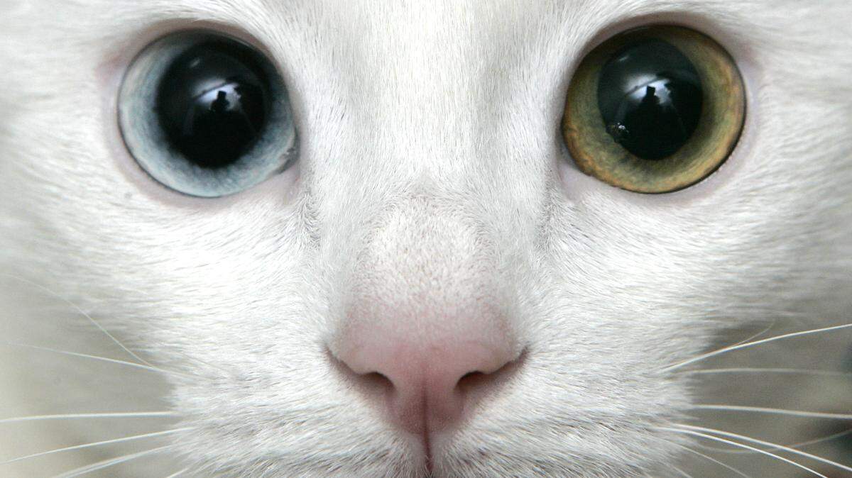 An unidentified Missouri man suffered painful swelling on his face and neck after catching a rare disease called glandular tularemia from his cat, the New England Journal of Medicine reports. He was treated with antibiotics.