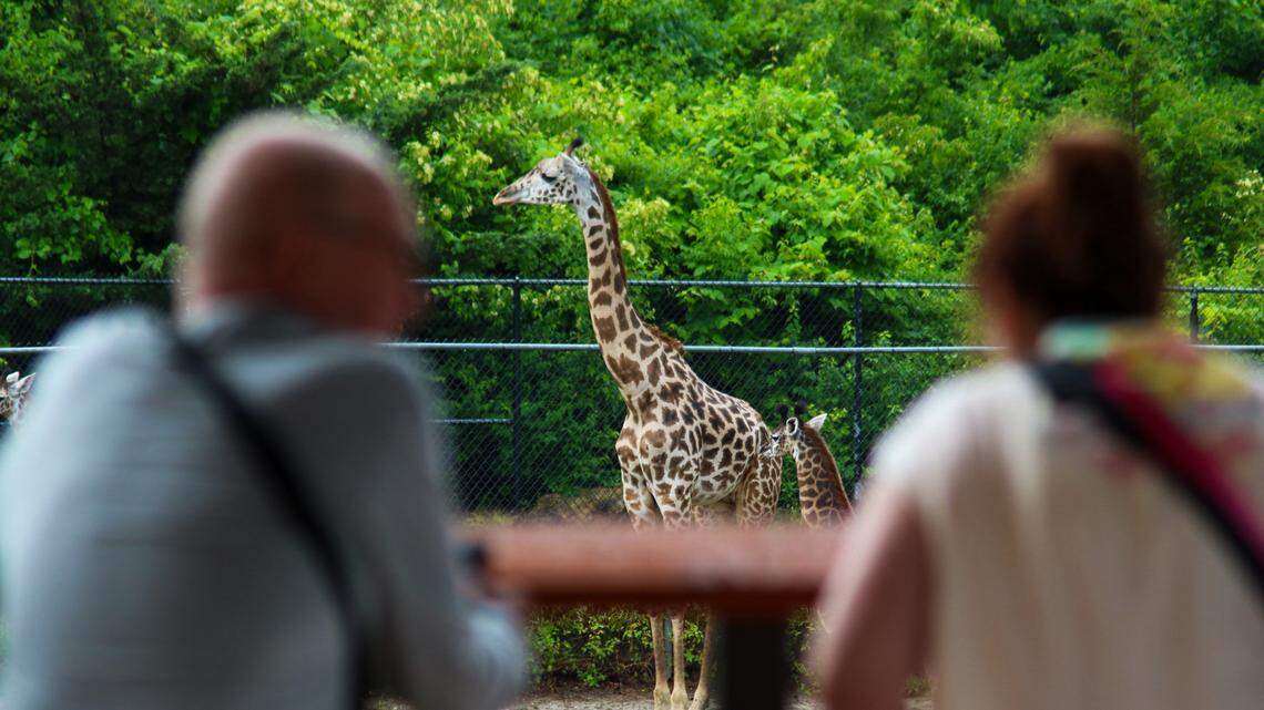 KC Zoo opens new exhibit for world’s tallest mammals. Here’s how to see them up close