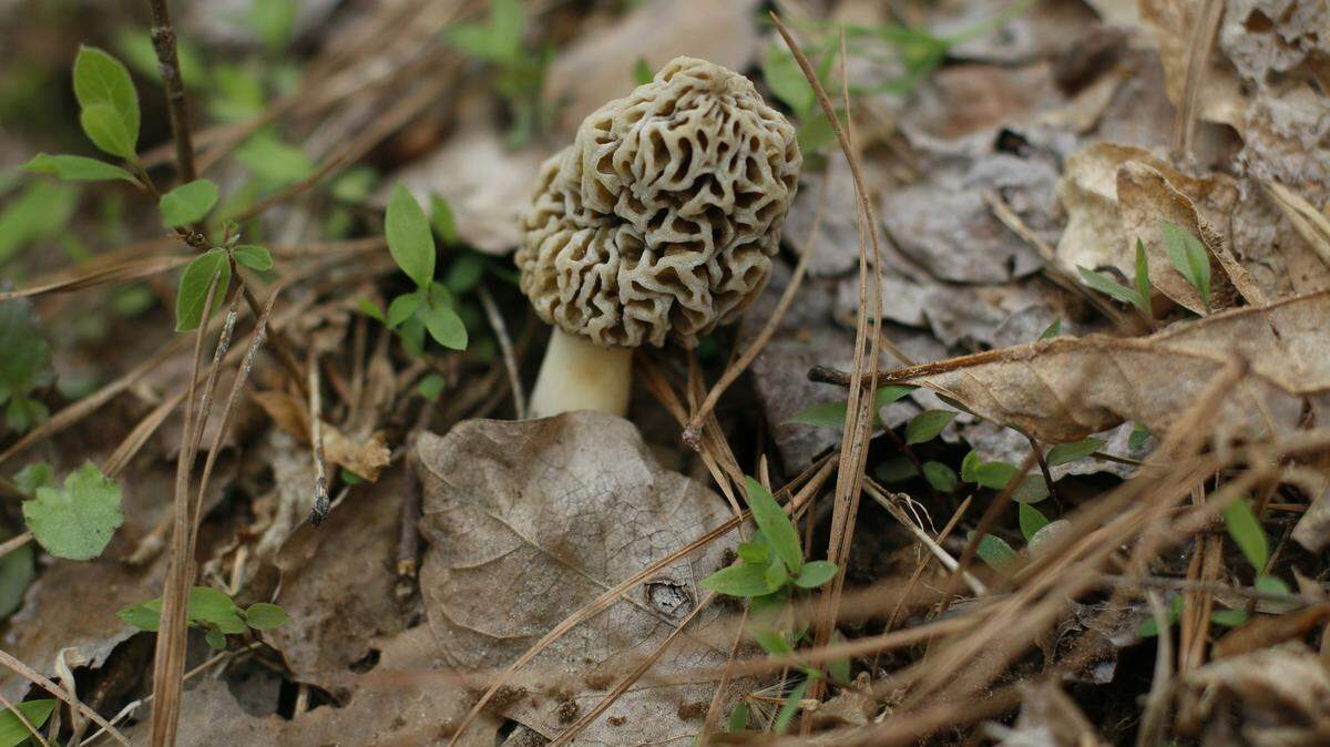 A wild morel blending into the forest floor, difficult to spot.