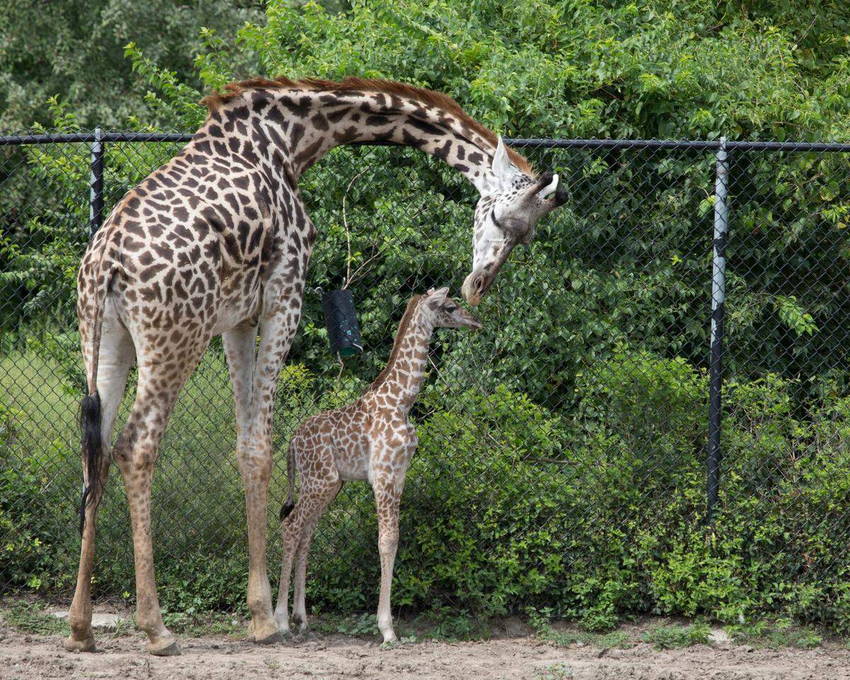 Mahali’s granddaughter, Chandy, 4, spending time with a larger giraffe at the Kansas City Zoo. Kansas City Zoo