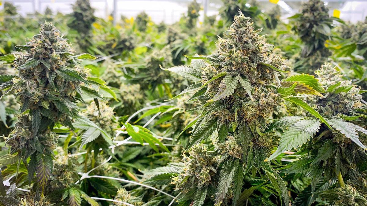 Marijuana plants grow at Carroll County Cannabis Co. Voters will cast ballots in the 2022 midterm election to decide if Missouri should legalize recreational marijuana.