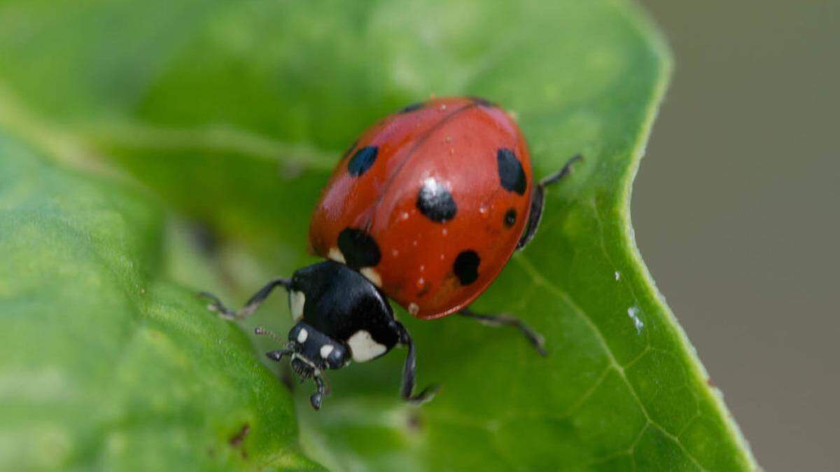This lovely beetle is a friend to gardeners. Especially in its larval stage, it can gobble up aphids.