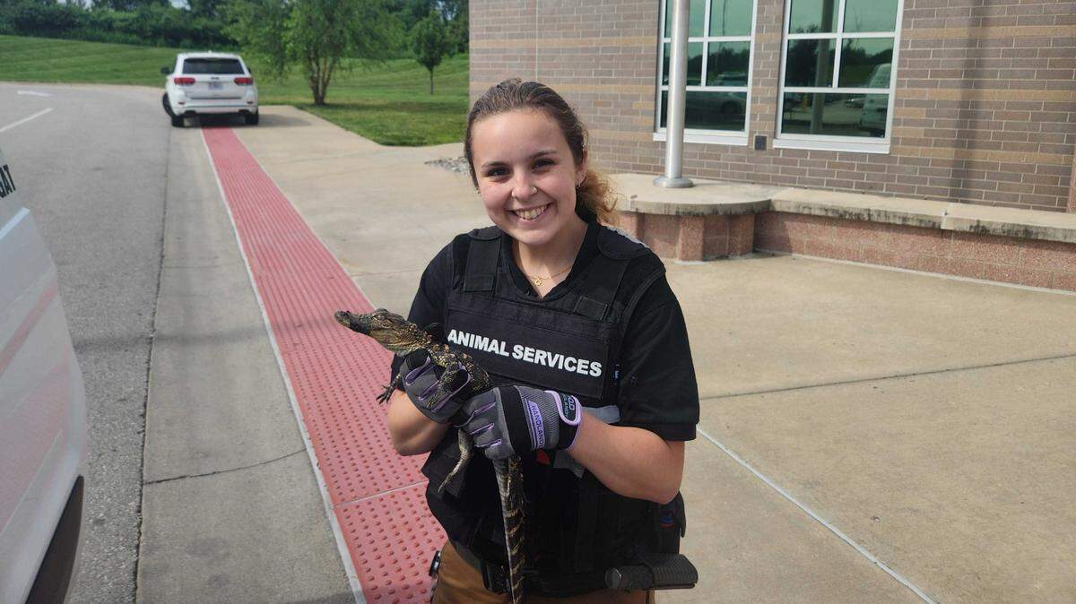 The alligator, which was found 10 days after first going missing from a petting zoo at a school, was secured by a Kansas City animal control officer working in the Northland and was taken to KC Pet Project for further evaluation.