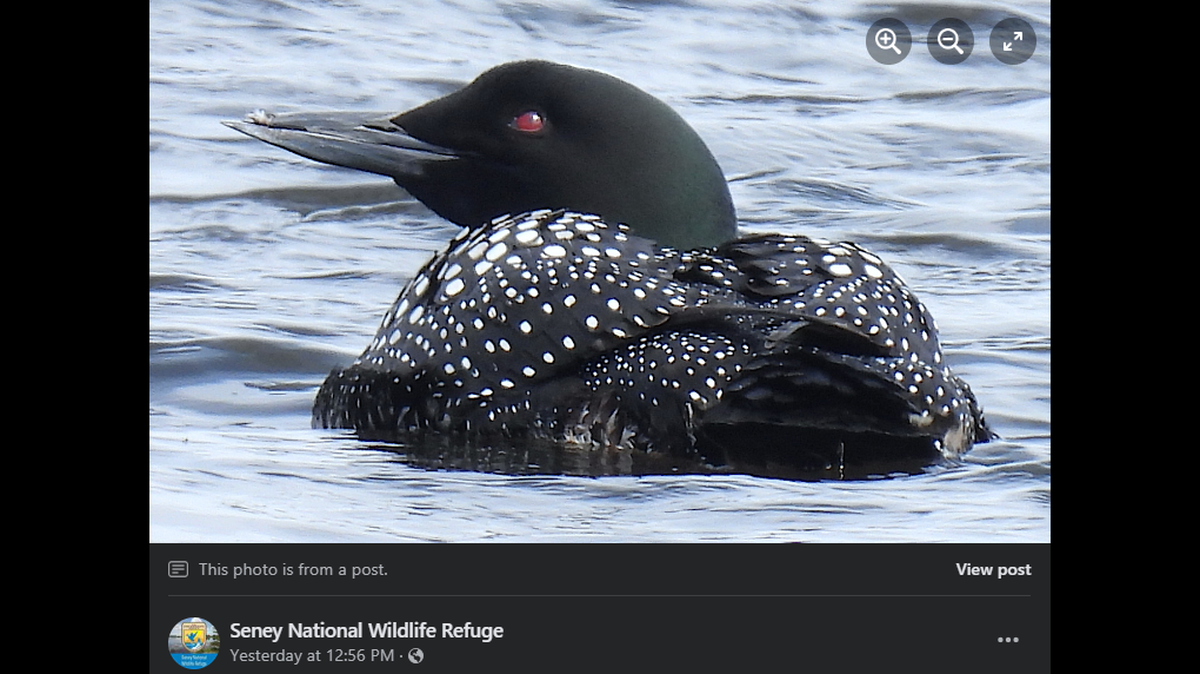 The world’s oldest common loon, known as ABJ, is seen with a broken upper mandible.