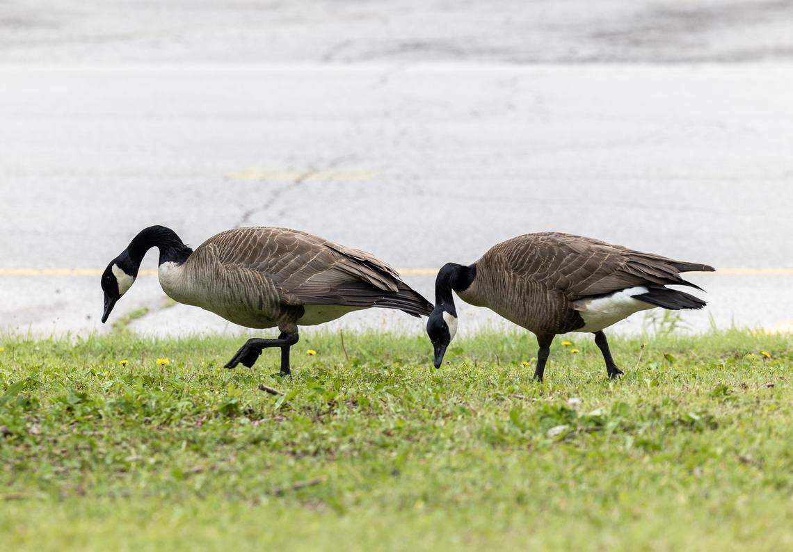 A pair of Canada geese roam one of the parking lots at the Independence Center mall on Tuesday, April 28.