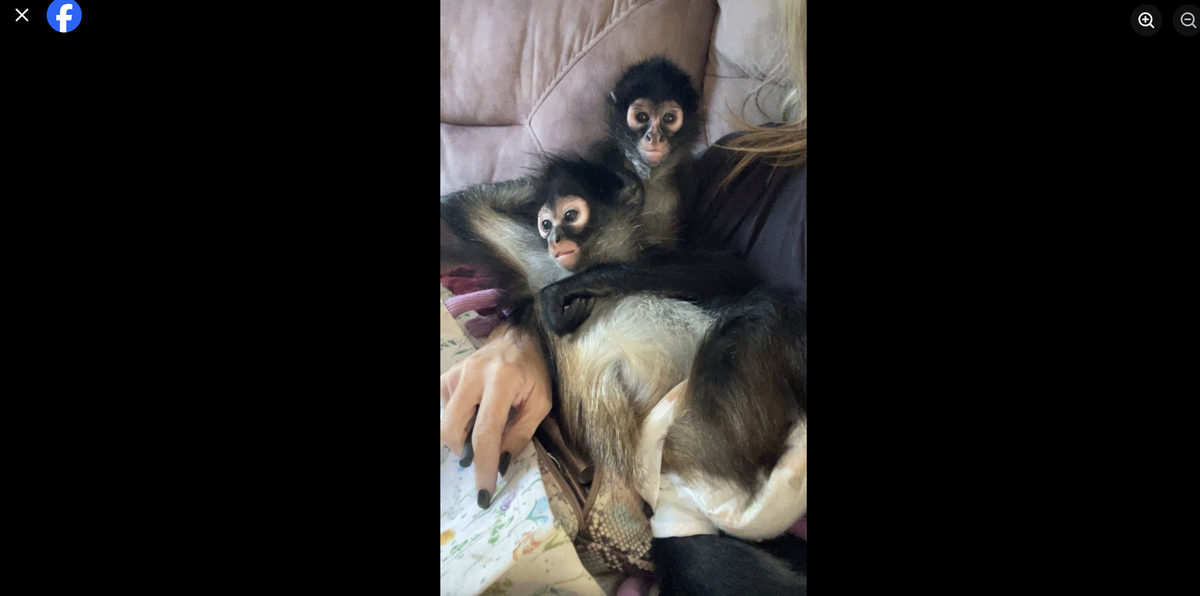 To socialize with other monkeys, Toni Skelton has visited her friends outside of Prairie Village who own spider monkeys