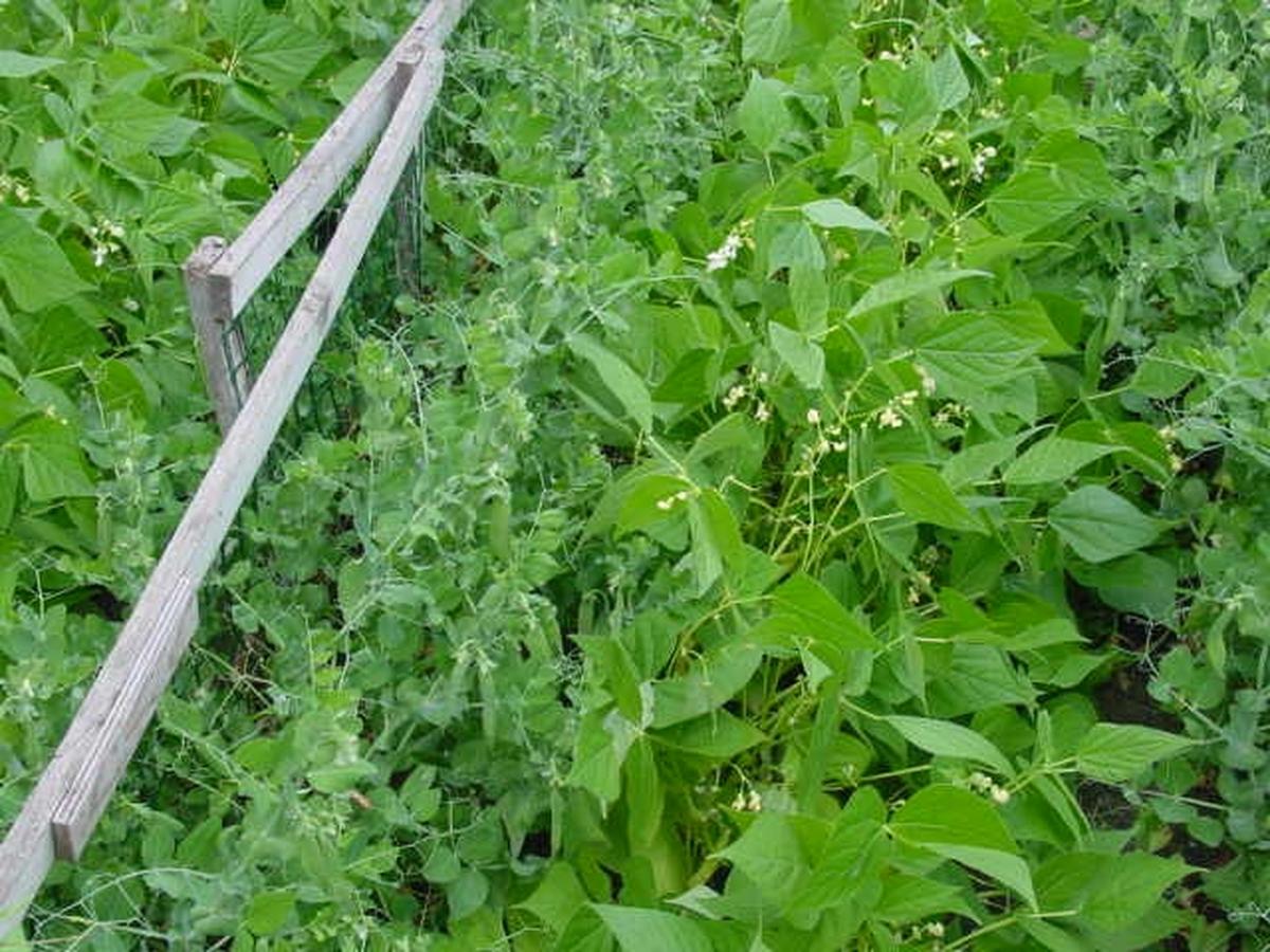 Intercropping, despite its challenges, can lead to improved crop yields, disrupted pest and disease spread, enhanced soil biodiversity, erosion control and more.