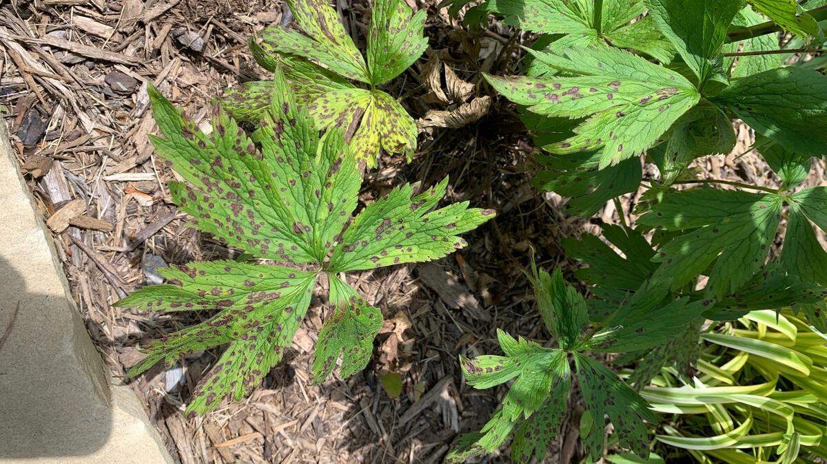 Heavy springtime rains caused problems in the garden. Leaf spot disease, as the name implies, shows up as a circular lesion, as on this anemone.