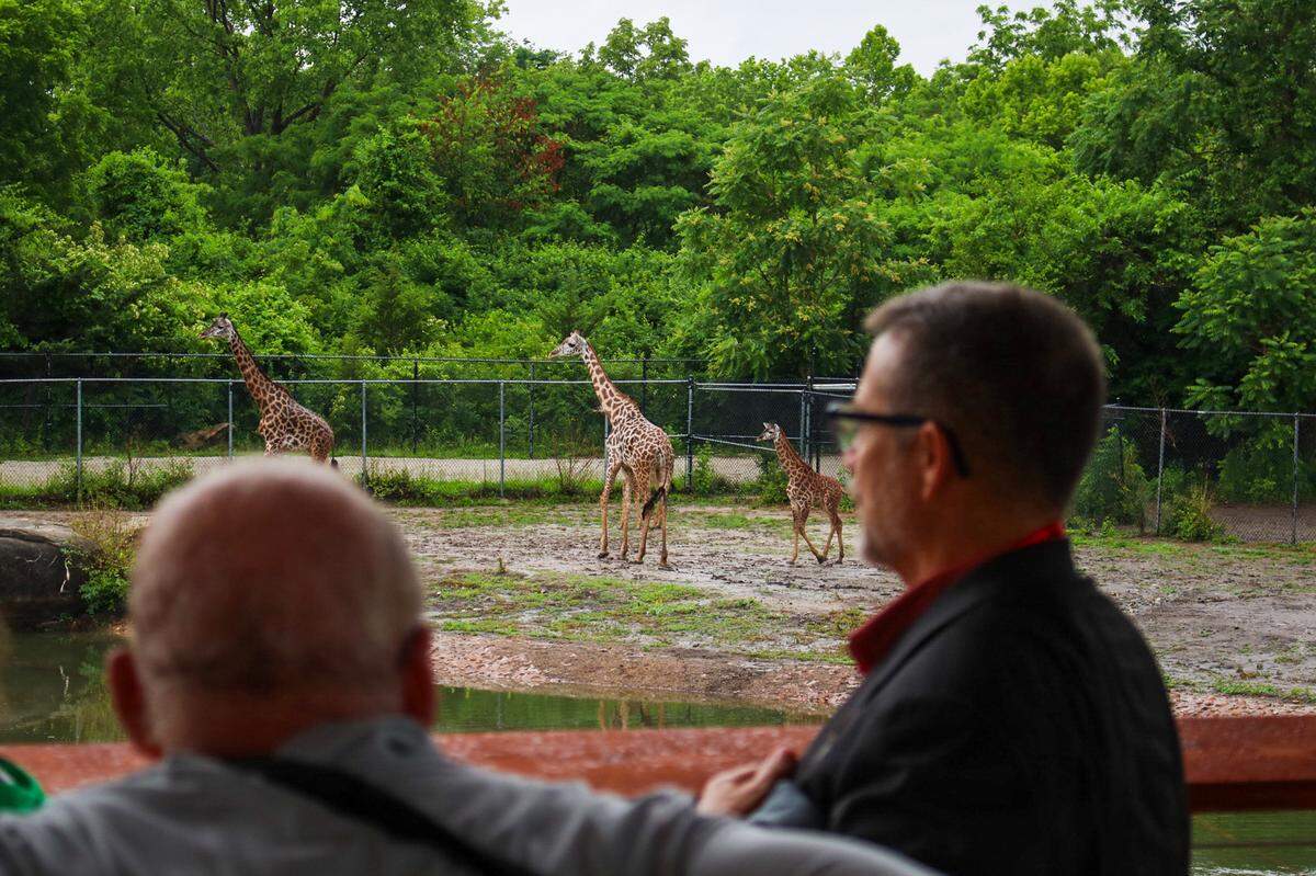 The Kansas City Zoo and Aquarium opened its new Giraffe Crossing exhibit Friday.