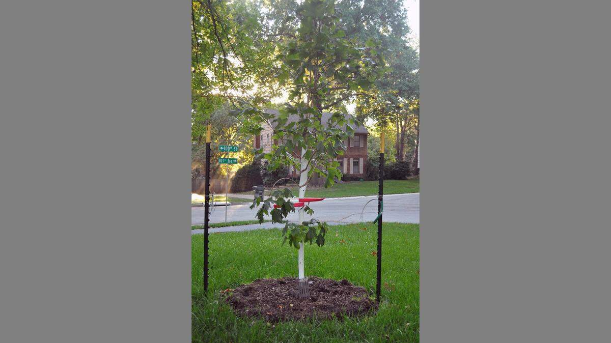 Help your new tree establish by removing the grass around the tree, then applying a layer of mulch.
