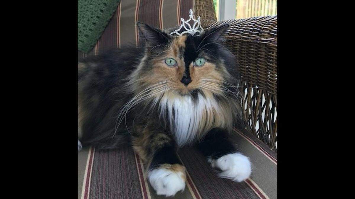 The tiny town of Omena, Michigan just elected a cat named Sweet Tart as its mayor. The town’s mayor has been of the four-legged kind for more than a decade. Sweet Tart bested a menagerie of animals and will hold office for three years.