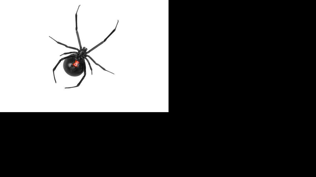 Black Widow