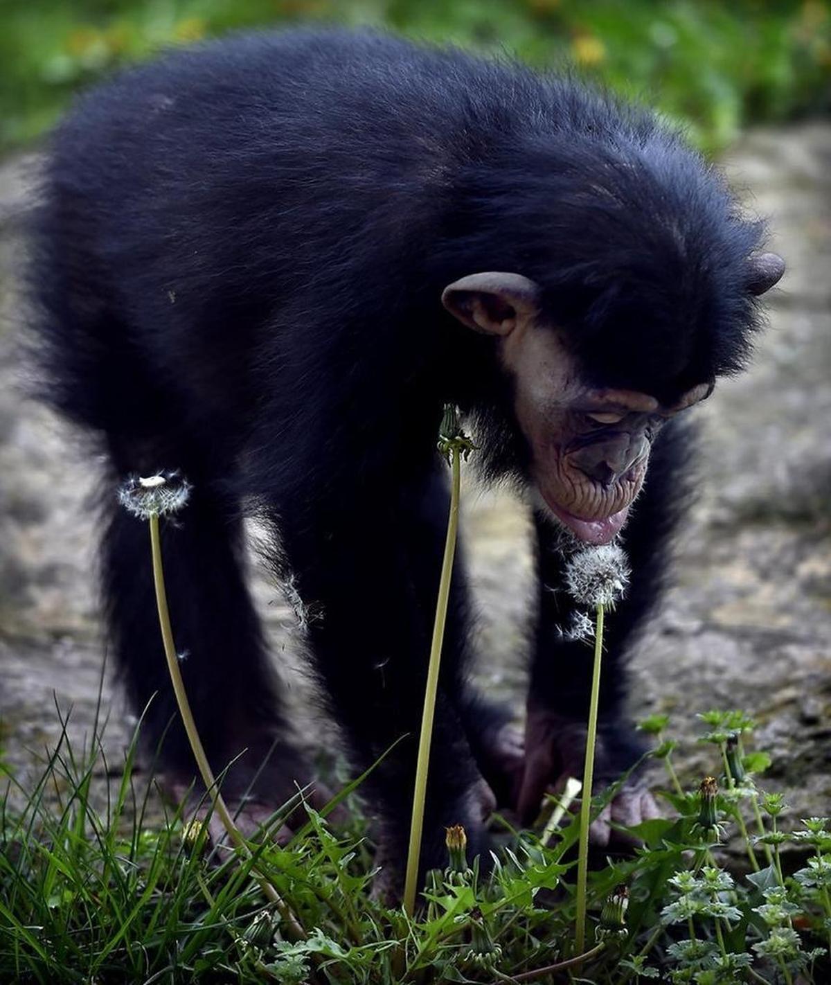 The Kansas City Zoo’s 1-year-old chimpanzee Ruw (pronounced “roo”) was rejected by her mother at birth and raised by keepers and volunteers. Now she can hang out with the zoo’s 12 other chimpanzees.