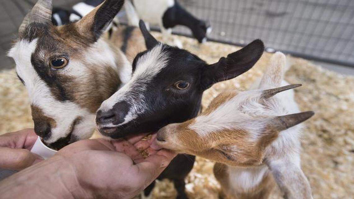 
Jerry Aswegan’s fainting goats were quite the attraction at the American Royal recently. More goats are on the way there later this month. 
