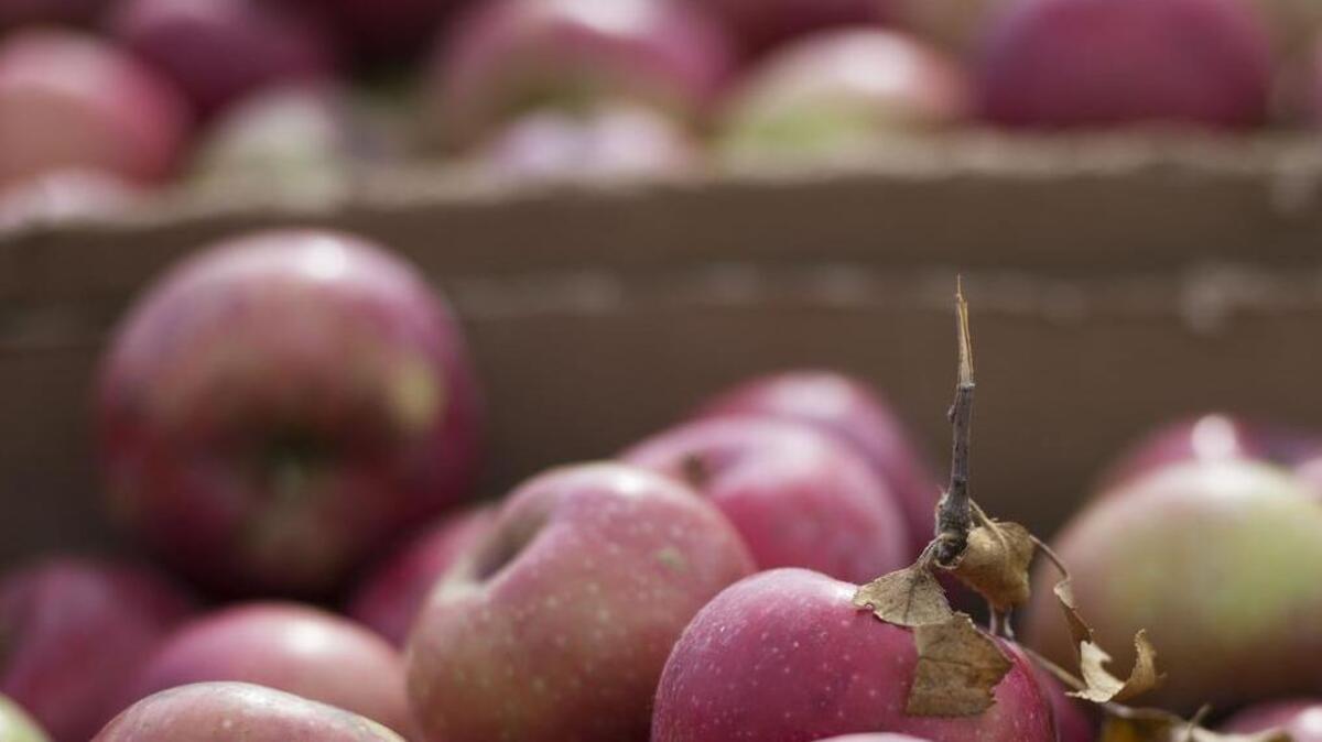 Applefest comes to Weston in early October.