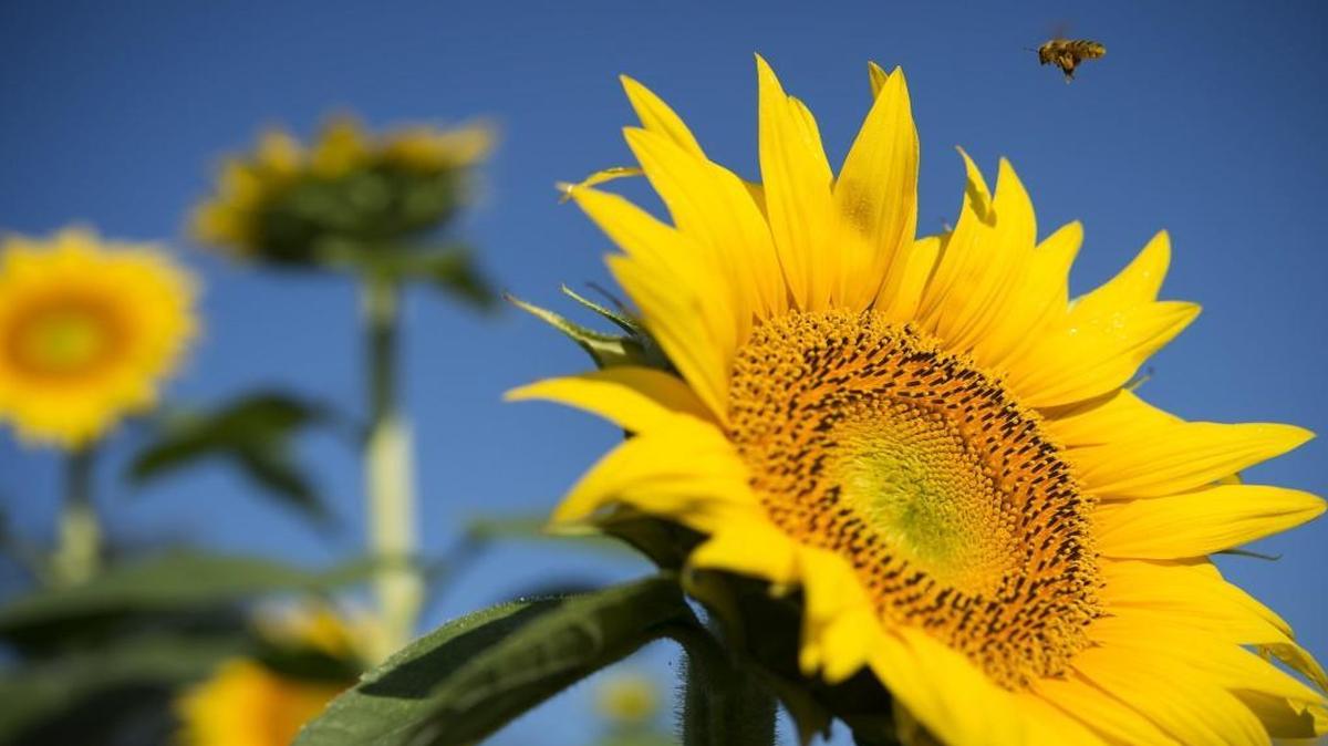 Grinter Farms’ sunflower phenomenon is a tale of beauty, Kansas history