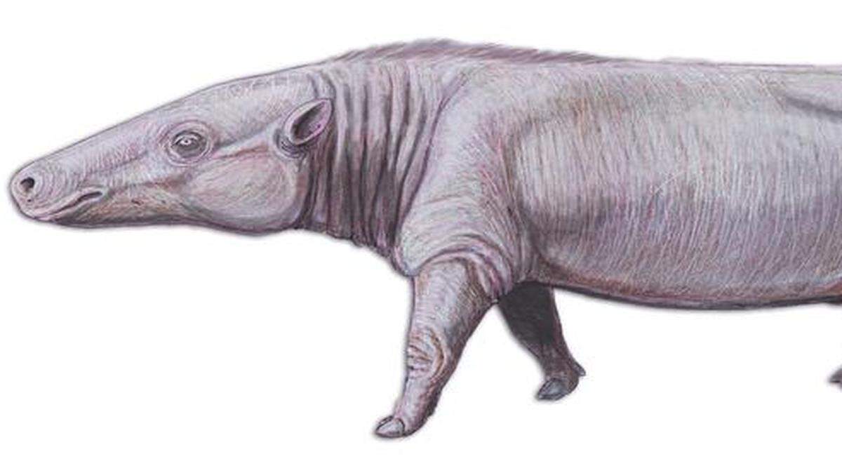 
Jaggermeryx
