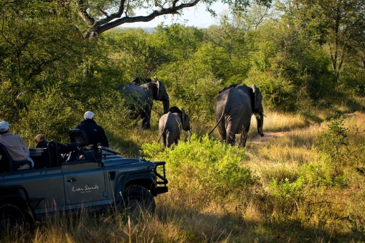 Trained guides and native game trackers take guests at Lion Sands Game Reserve on safaris twice a day, during early morning and late afternoon.