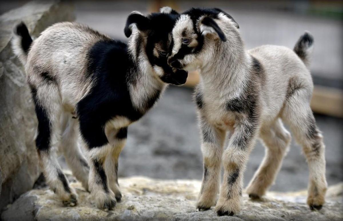 Two sets of twin arapawa goats have been born at the Kansas City Zoo in recent weeks.