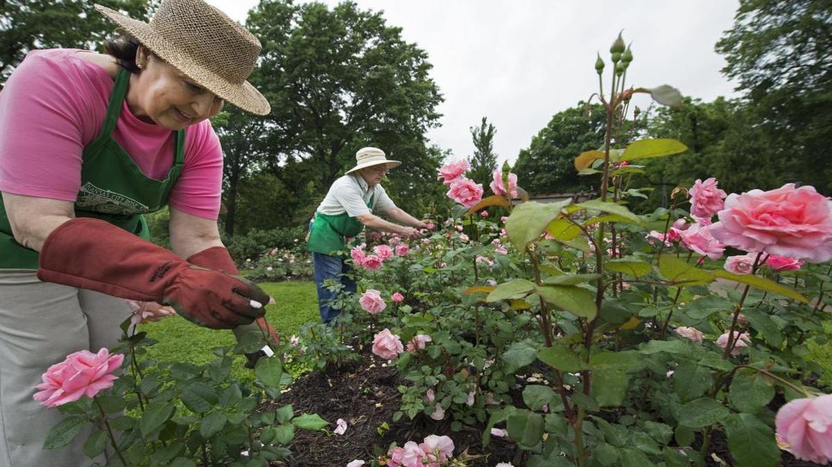 
Kansas City Rose Society members Sandy Campuzano and John Riley clipped spent roses from bushes in Loose Park’s Laura Conyers Smith Municipal Rose Garden. The society was the driving force behind restoring the 84-year-old garden to its former glory.
