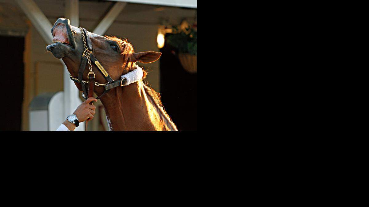 
The real story behind the picture: Kentucky Derby winner California Chrome reacts to getting a bath after a jog on the track at Churchill Downs in Louisville, Ky.


