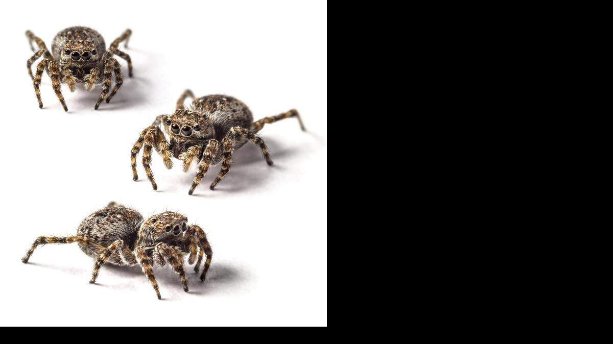 
Jumping spider

