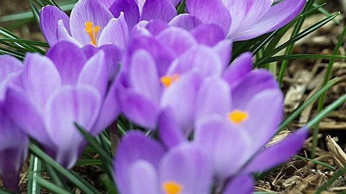 “I love to see the beautiful purple crocuses in my front yard grow forth from the ground in the spring. The color is so vibrant and welcome after the cold, dark, blah days of winter.”