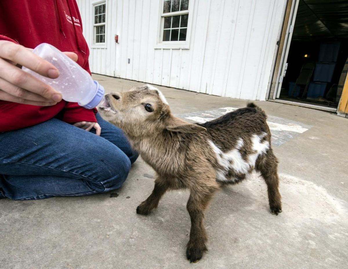 Deanna Rose Children’s Farmstead in Overland Park is set to reopen July 1.