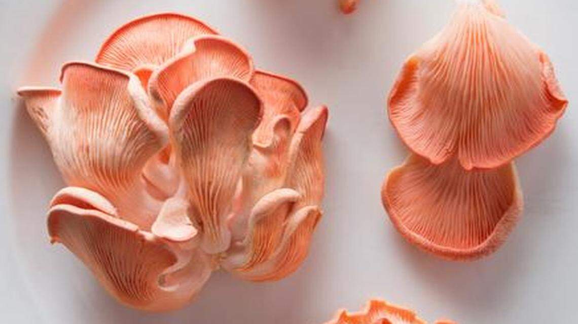 
Trammell Treasures Mushroom Farm in Warrensburg, Mo., offers pink oyster mushrooms and other specialty varieties. “They are possibly the most beautiful mushrooms I’ve ever seen,” says chef Renee Kelly.
