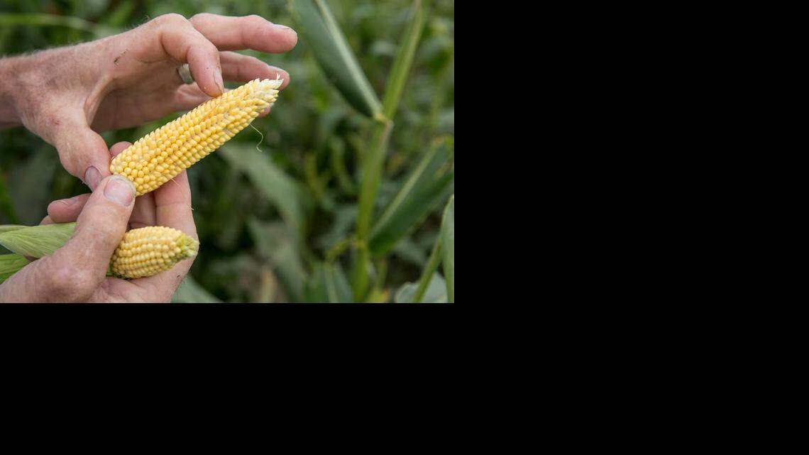 
Popcorn farmer Gene Mealhow examines ears of his heirloom corn that he sells as gourmet popcorn. The Mealhows are part of a popcorn revival, the latest reinvention of an enduring American snack that has been retooled every few generations to fit shifts in technology and culinary fashion. 
