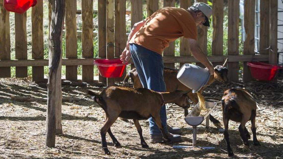 
Vince Thorpe provides dinner for the young goats at Terabithia Dairy Goat Farm. Besides helping to tend the goats, Vince maintains the farm’s buildings.
