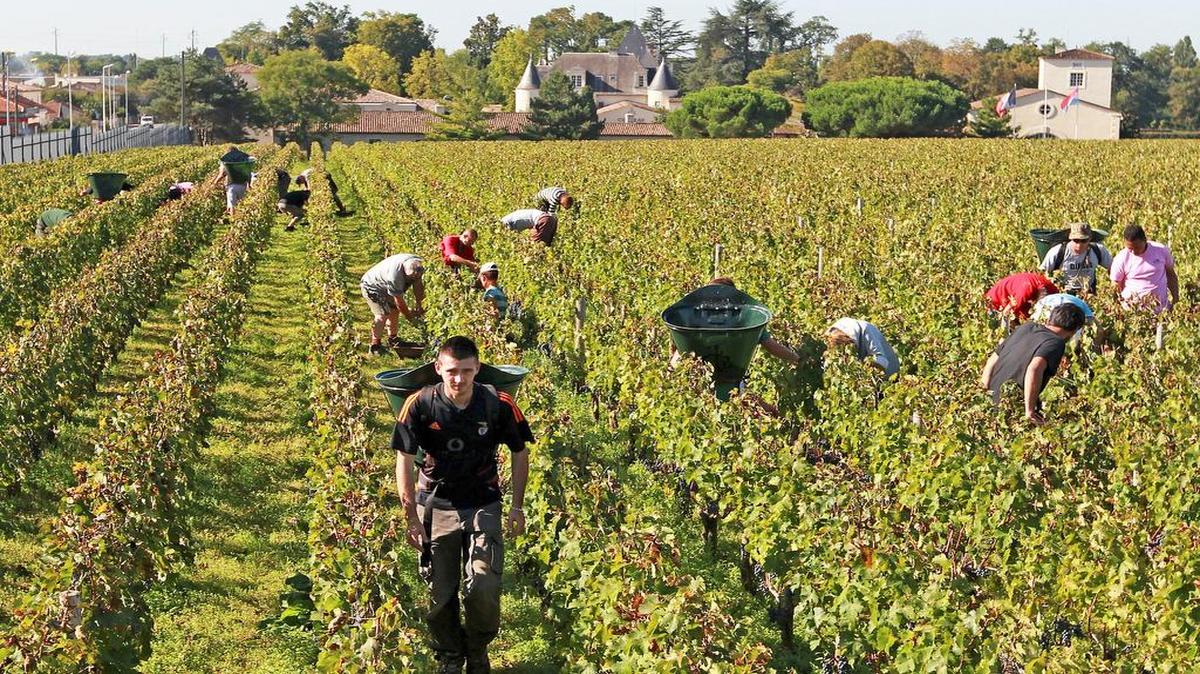 
This Oct. 7, 2013, file image shows workers collecting red grapes in the vineyards of the famed Chateau Haut Brion, a Premier Grand Cru des Graves, during the grape harvest season, in Pessac-Leognan, near Bordeaux, southwestern France.
