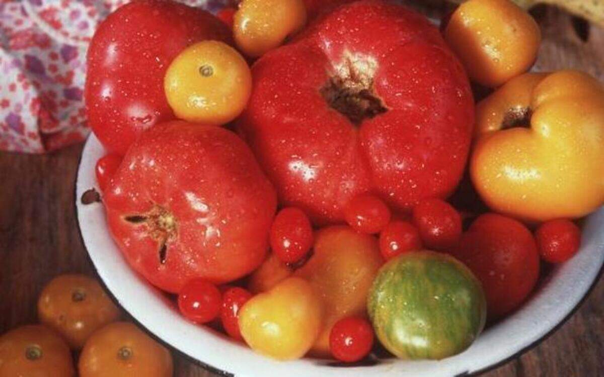 
Heirloom tomatoes come in many shapes and colors, bursting with honest-to-goodness tomato flavor.


