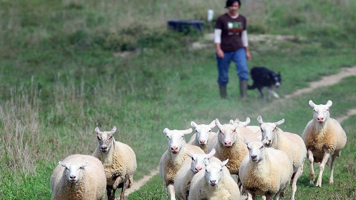 
Jacqueline Smith left sheep cheesemaker Green Dirt Farm earlier this year to launch Central Grazing Co., which sells locally grown lamb.
