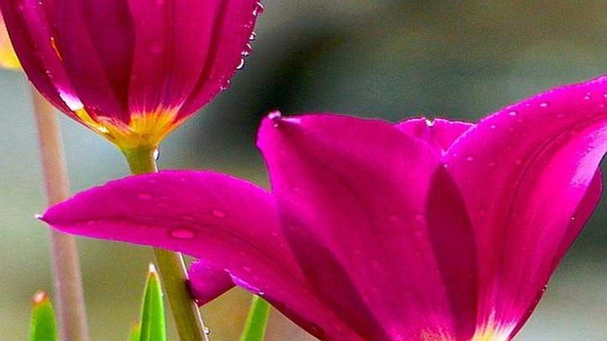 
Gary Hallock of Merriam shared this photo of tulips after a rain, taken at Kauffman Memorial Garden.

