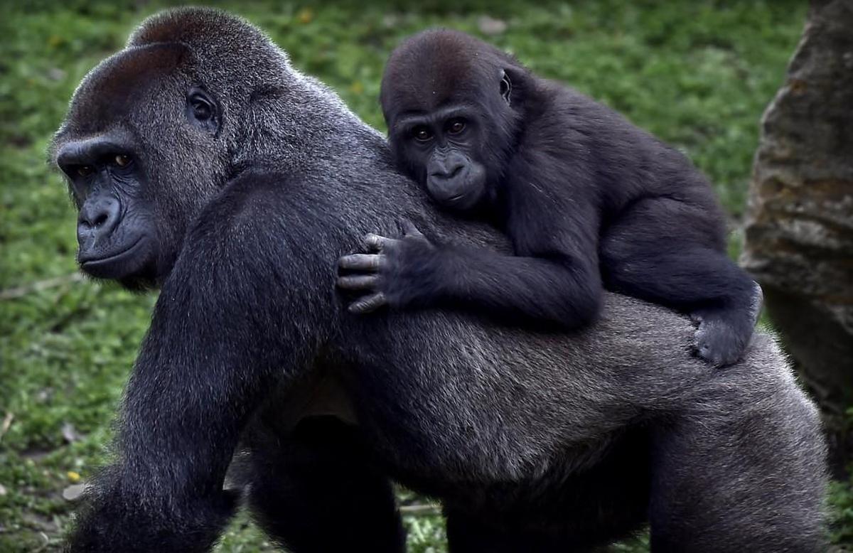 Masika, who will turn 2 on May 25, was the first gorilla born at the Kansas City Zoo in 40 years. She spends a lot of time with her mother, 29-year-old Makari, but she’s starting to play with the other females, as well as her father.