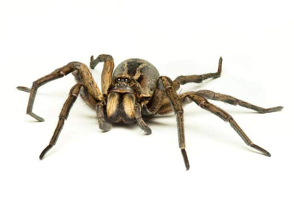Wolf spider