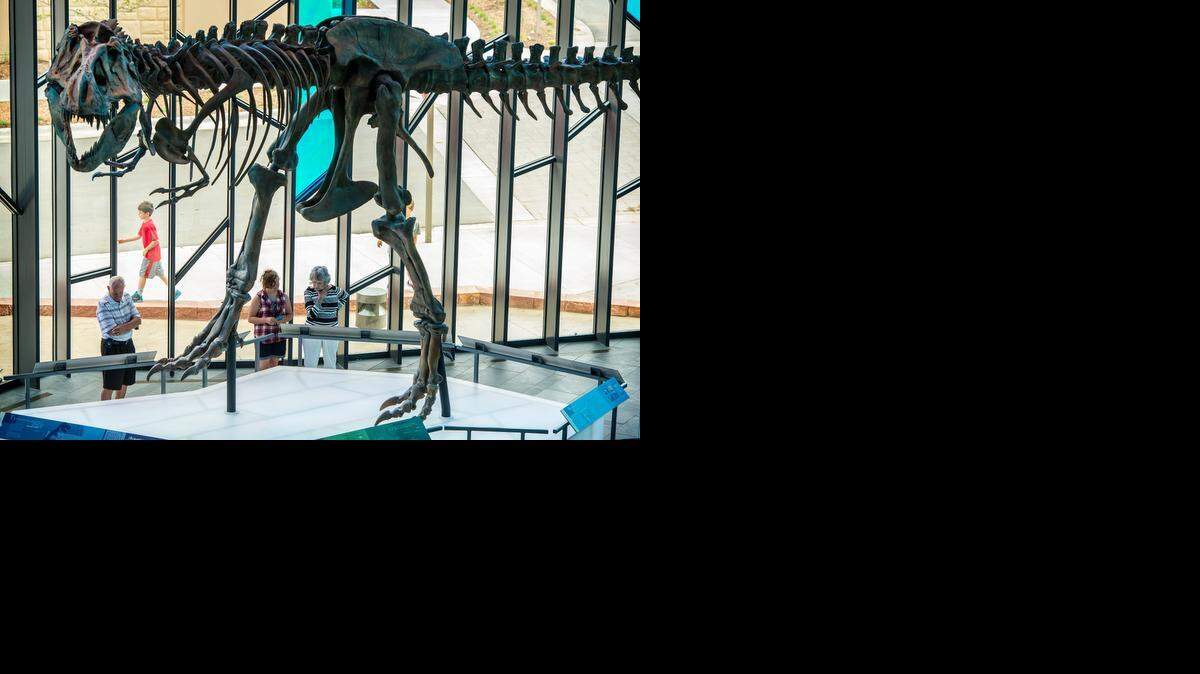 
 A cast of a Tyrannosaurus rex towers over the Great Hall of the Museum at Prairiefire in Overland Park, an offshoot of New York’s American Museum of Natural History.
