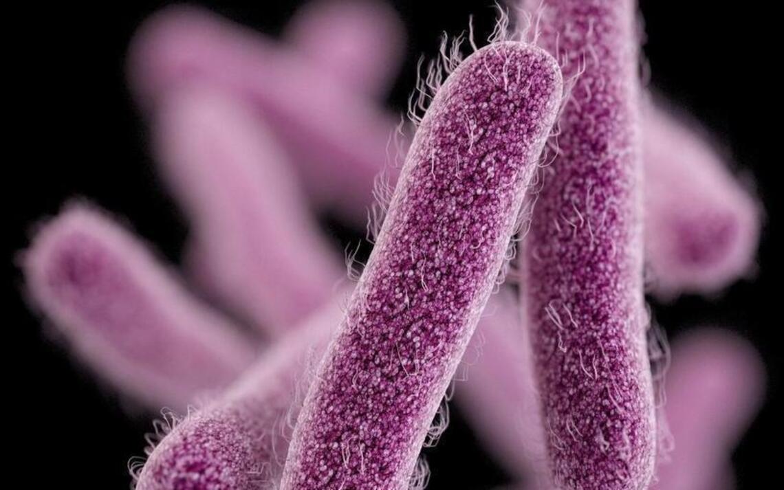 Can a sexually transmitted illness cause diarrhea? What to know about shigellosis