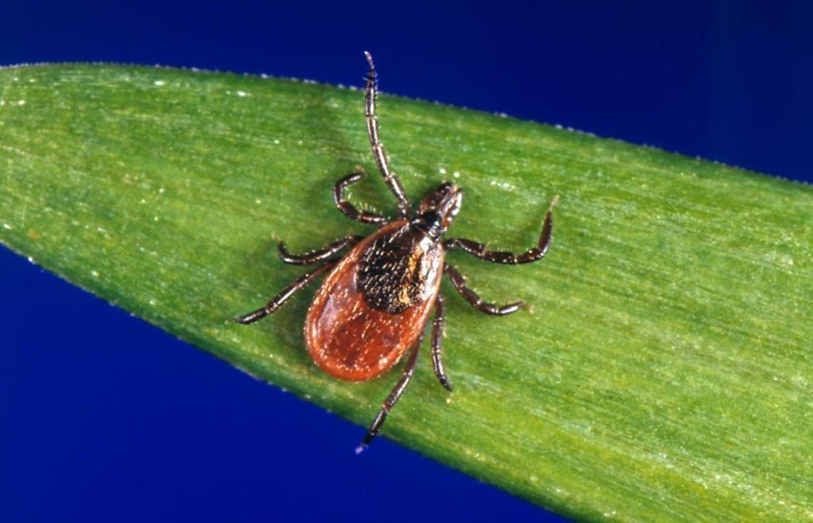 The blacklegged or deer tick takes two years to complete its life cycle.