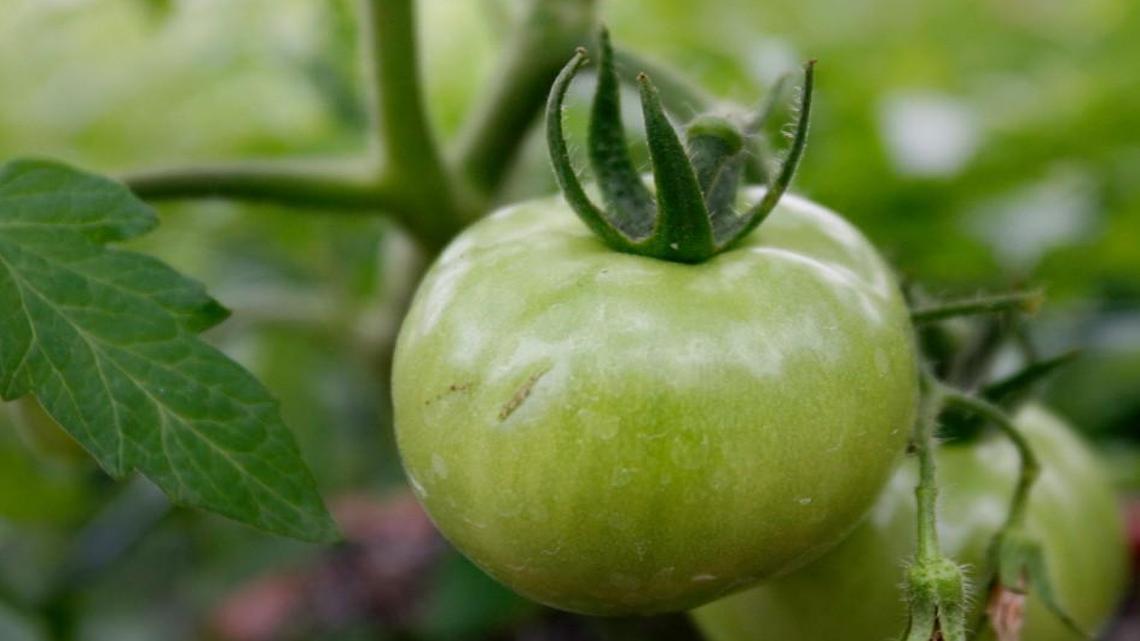 Tomatoes are best planted when the soil is warm.
