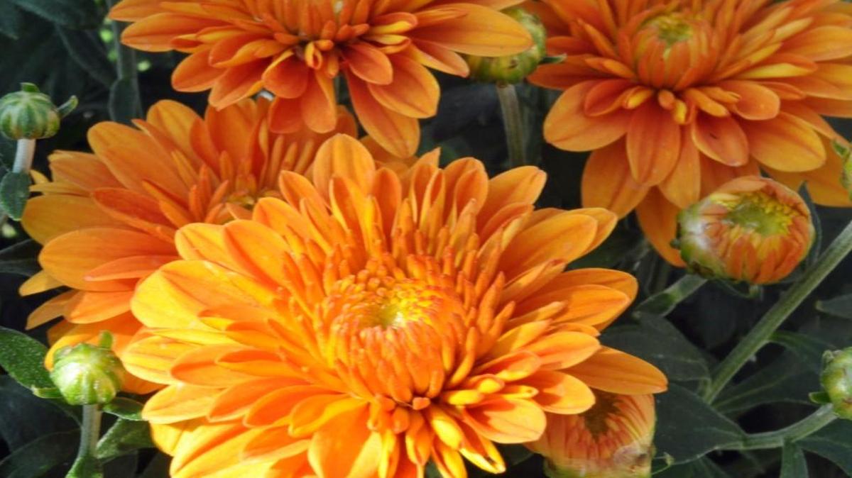 Mums can be found on many front porches in the fall.