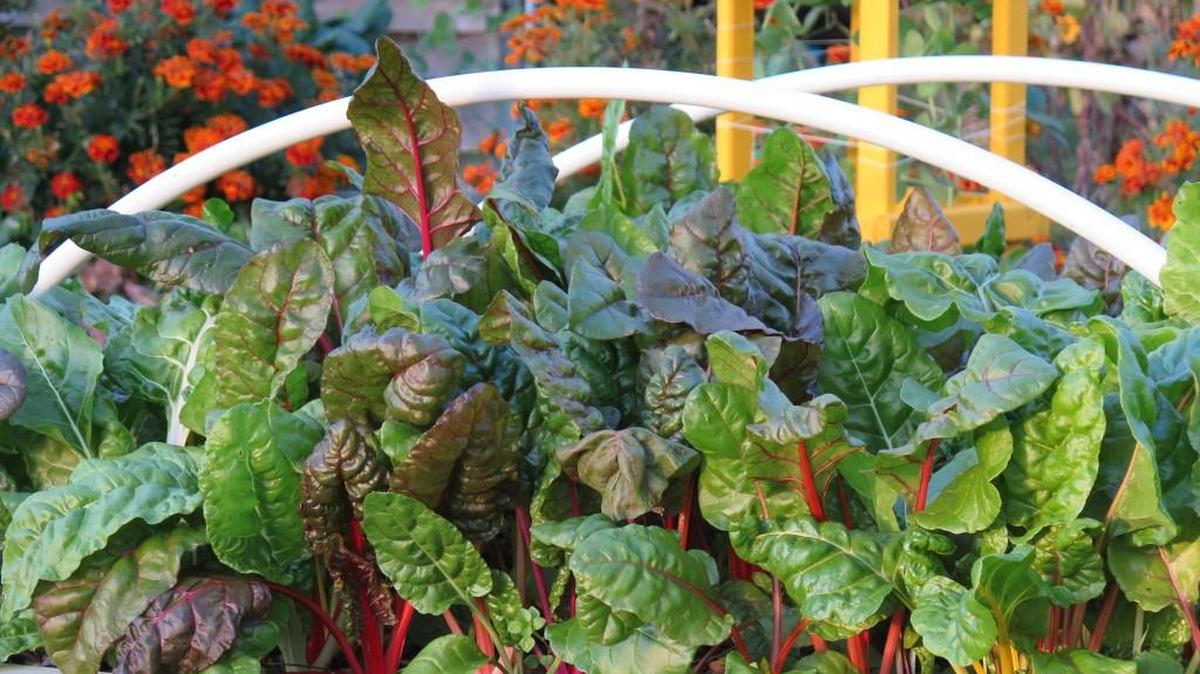 Luxurious, quilted leaves of Swiss chard add lots of texture and color to fall vegetable gardens. Swiss chard and other greens thrive in cool fall temperatures. Marigolds, in the background, accent the richness of the season.