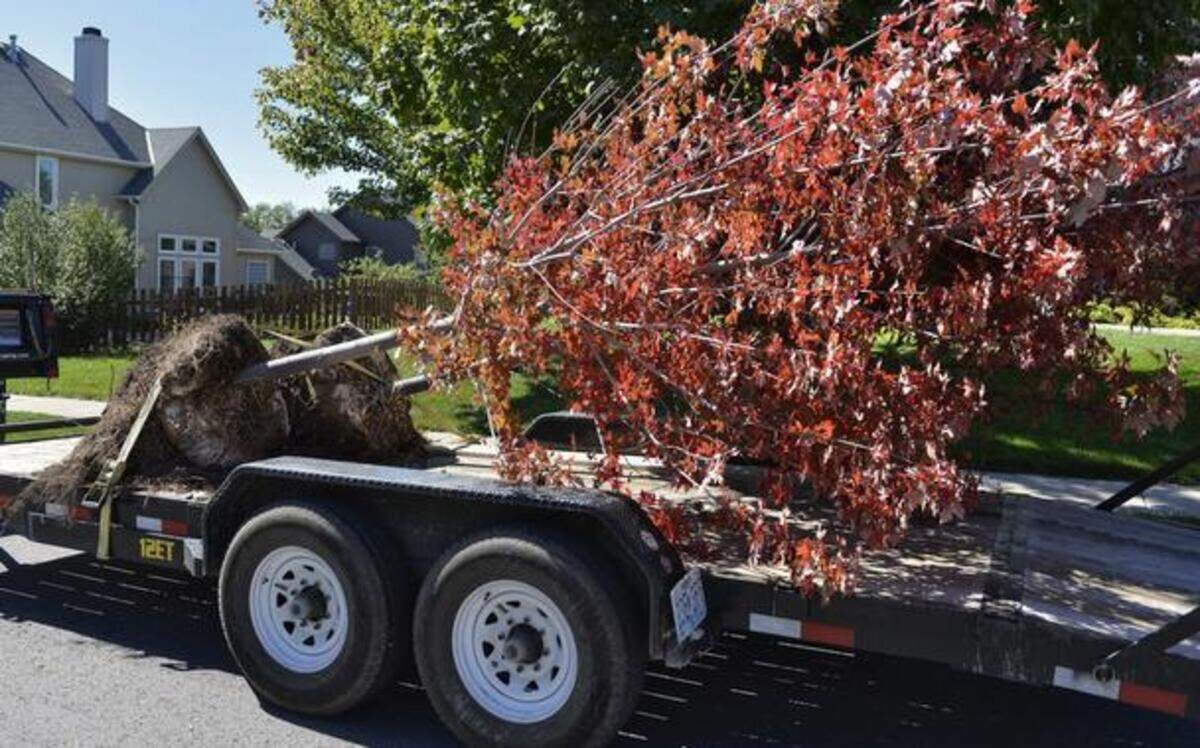 K.C. Lawn & Landscaping planted these two large maple trees in the yard of a Northland home recently. Trees can be planted until the ground freezes.