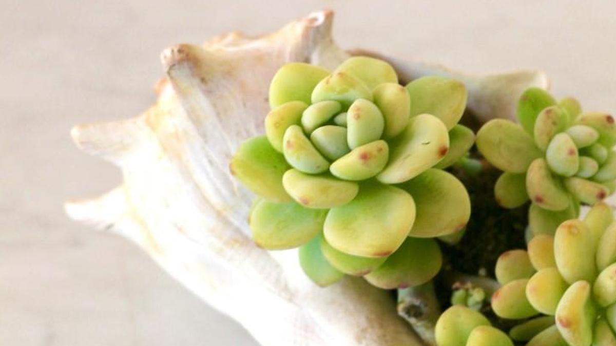 You can bring a little bit of the beach into your garden by turning seashells into succulent planters.
