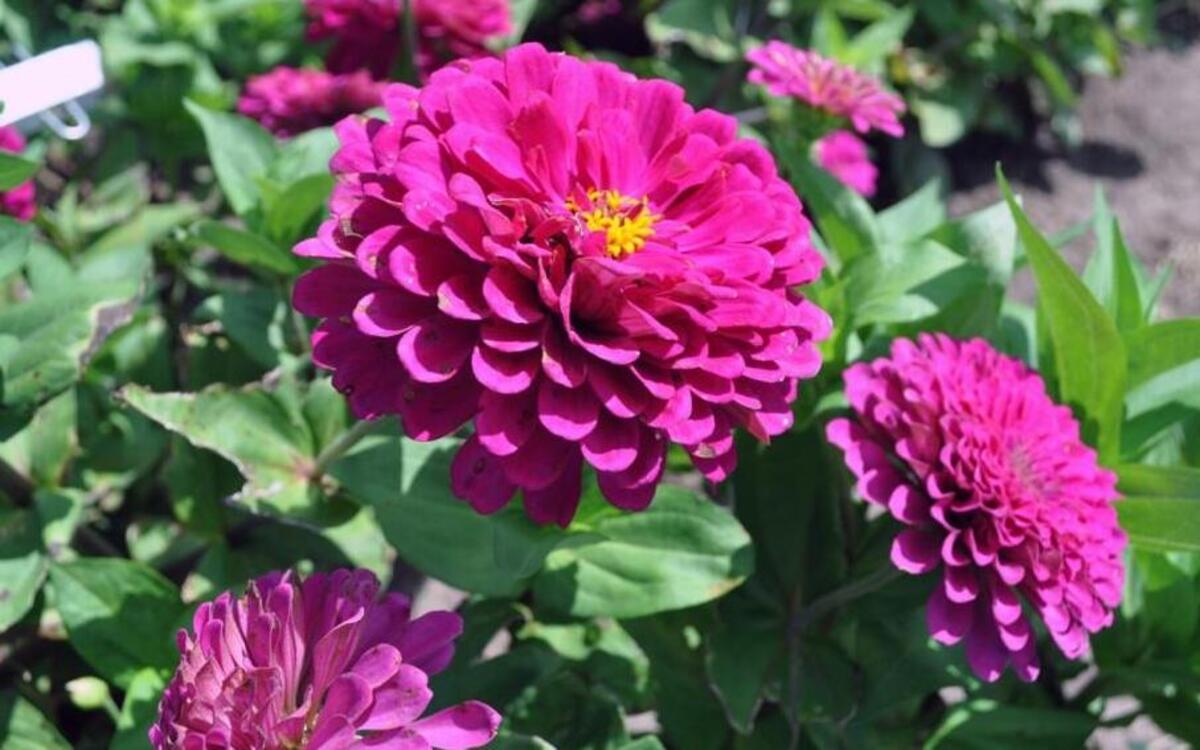 Annuals, such as zinnias, need a constant supply of nutrients.