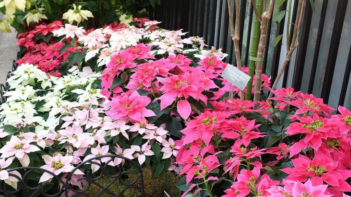 Seven of the new hybrids are drawing attention at the U.S. Botanic Gardens in Washington.